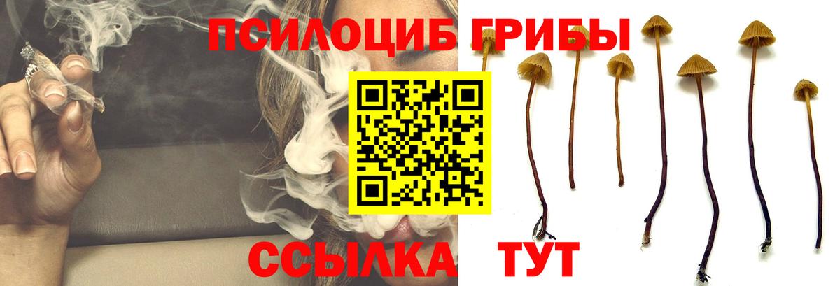Псилоцибиновые грибы Cubensis Сегежа